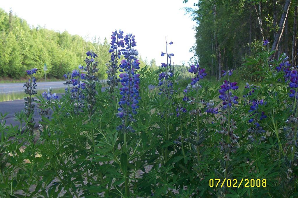 Grace And Bill'S Freedom Hills B&B Talkeetna Εξωτερικό φωτογραφία