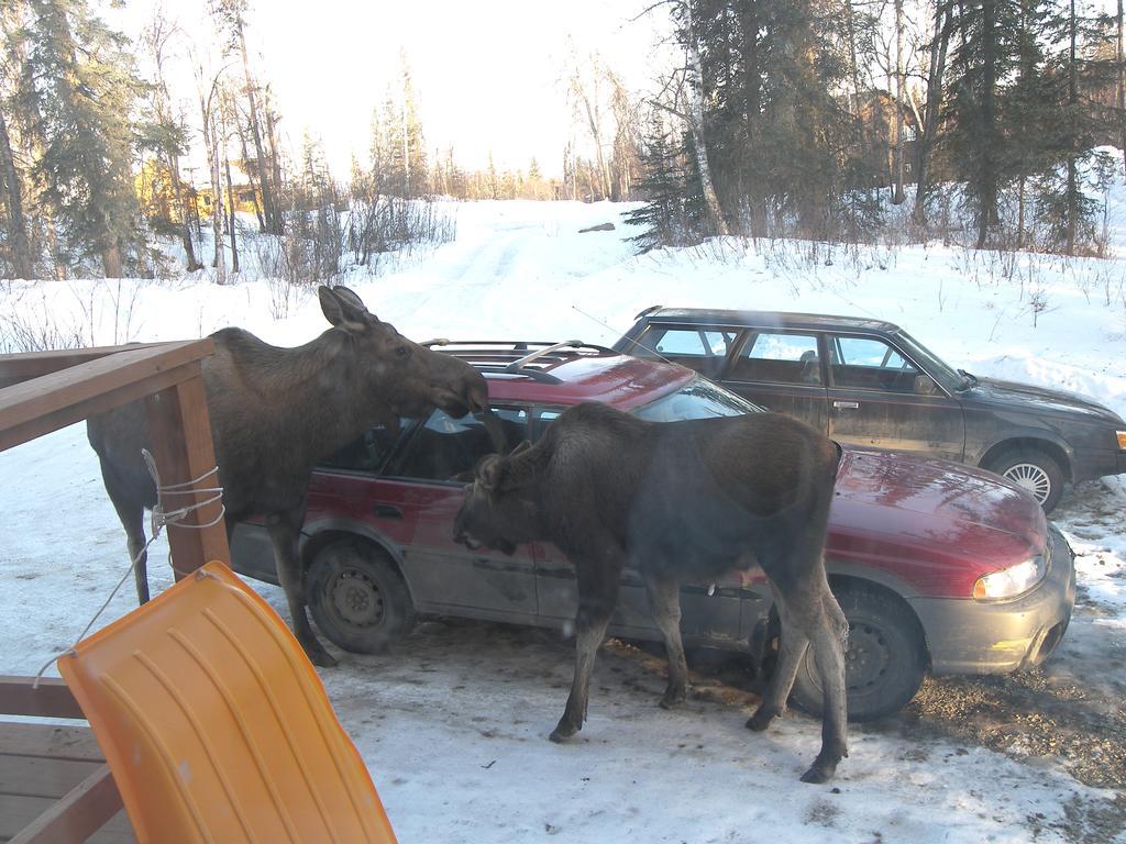 Grace And Bill'S Freedom Hills B&B Talkeetna Εξωτερικό φωτογραφία