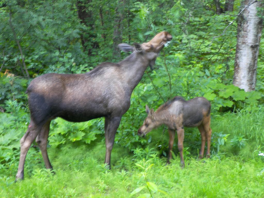 Grace And Bill'S Freedom Hills B&B Talkeetna Εξωτερικό φωτογραφία