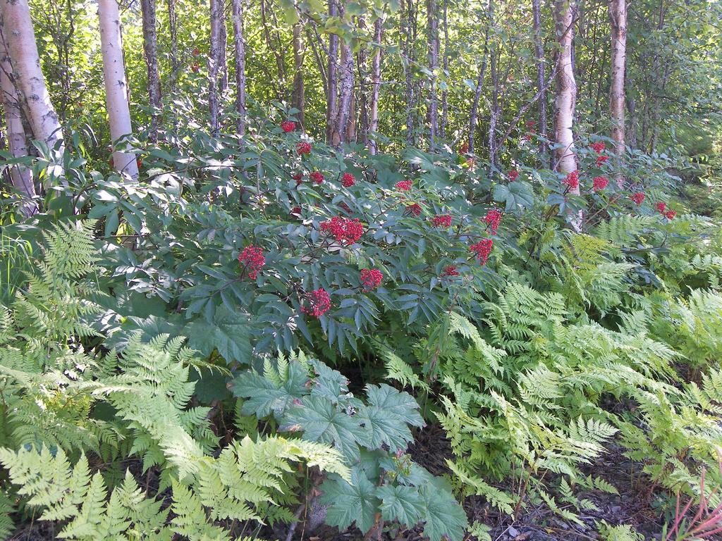 Grace And Bill'S Freedom Hills B&B Talkeetna Εξωτερικό φωτογραφία