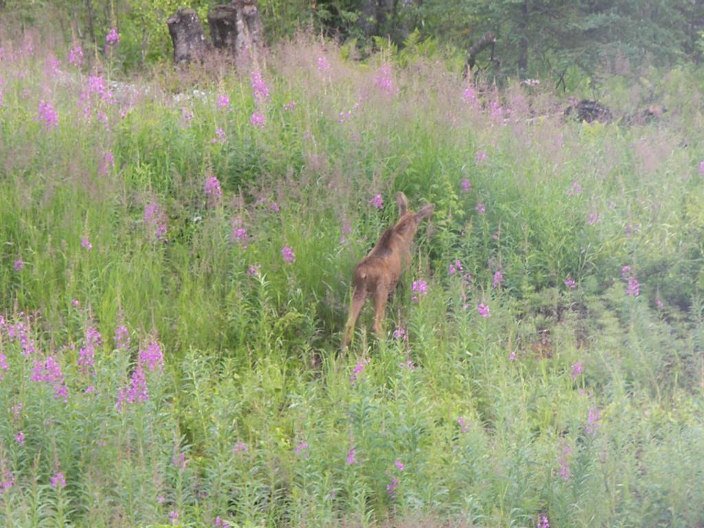 Grace And Bill'S Freedom Hills B&B Talkeetna Εξωτερικό φωτογραφία